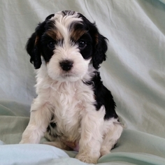 Cavapoo Litter for sale in DILLSBURG, PA, USA