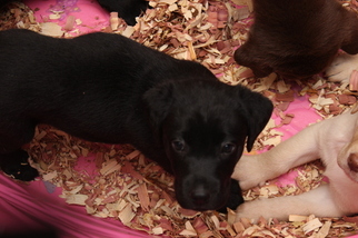 Labrador Retriever Litter for sale in VIRGINIA BEACH, VA, USA