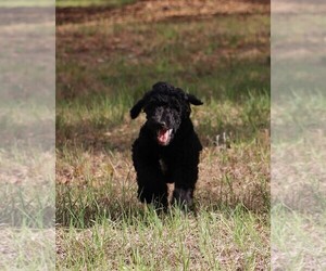 Poodle (Standard) Litter for sale in LAKE CITY, FL, USA
