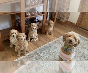 Goldendoodle (Miniature) Litter for sale in BARTO, PA, USA