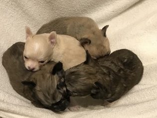 Chihuahua Litter for sale in CHARLESTON, SC, USA