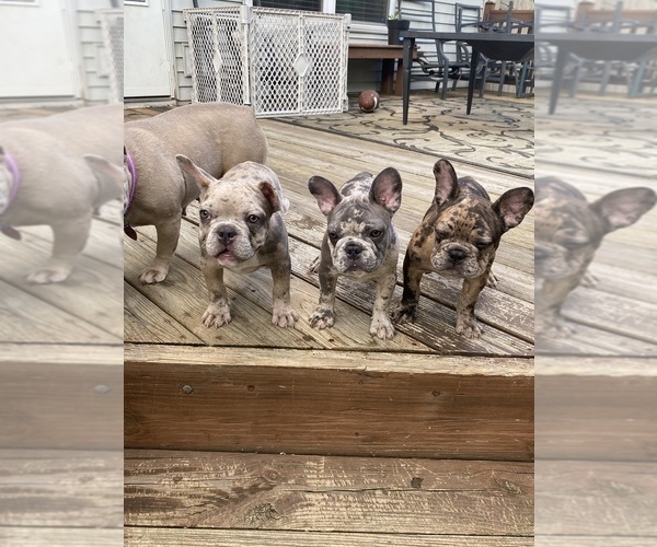 Medium Photo #1 French Bulldog Puppy For Sale in WESTERVILLE, OH, USA
