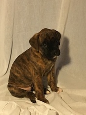 Boxer Litter for sale in BROOKFIELD, MO, USA