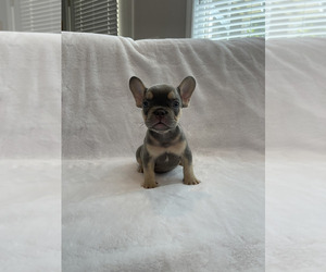 French Bulldog Litter for sale in ATLANTA, GA, USA