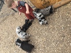 Small Photo #1 Miniature Australian Shepherd Puppy For Sale in EVANS, CO, USA