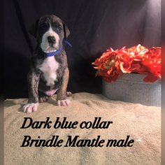 Great Dane Litter for sale in NEENAH, WI, USA