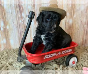 Aussiedoodle Litter for sale in CONCORD, NC, USA