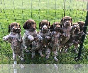 German Shorthaired Pointer Litter for sale in FAIRLAND, IN, USA