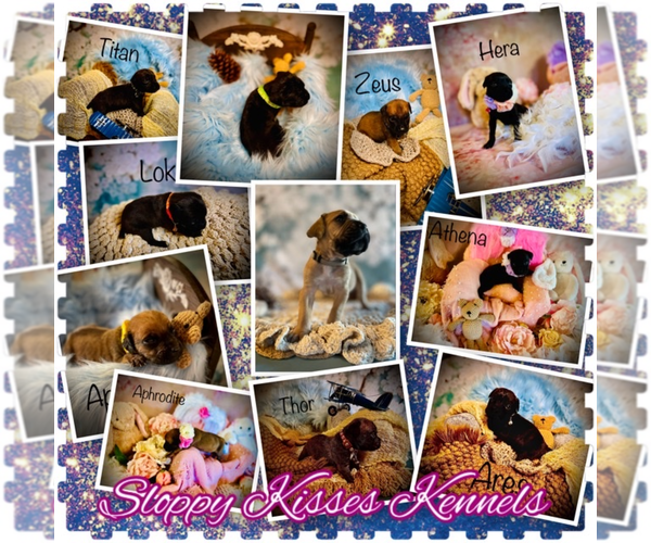 Medium Photo #1 Cane Corso Puppy For Sale in SPRING, TX, USA
