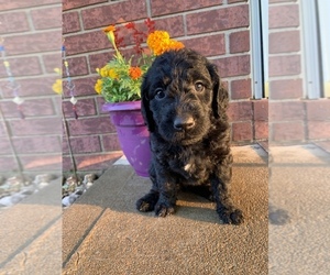 Labradoodle-Poodle (Standard) Mix Litter for sale in STILWELL, OK, USA