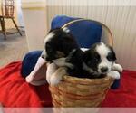 Small Photo #1 English Shepherd Puppy For Sale in GARDNER, KS, USA