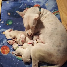 Dogo Argentino Litter for sale in JANE, MO, USA