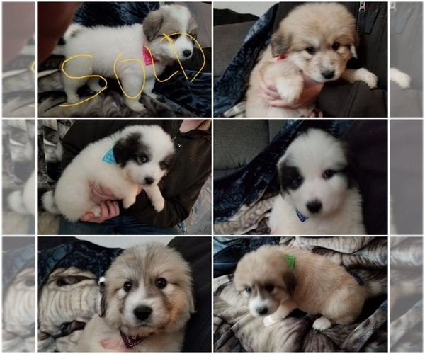 Medium Photo #1 Great Pyrenees Puppy For Sale in ABERDEEN, WA, USA