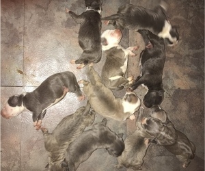 American Bully Litter for sale in SALEM, IL, USA