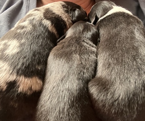 Full screen Photo #1 Australian Shepherd Puppy For Sale in PRATT, KS, USA