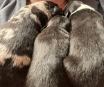 Small Photo #1 Australian Shepherd Puppy For Sale in PRATT, KS, USA