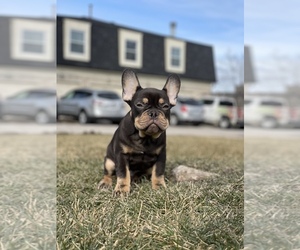 French Bulldog Litter for sale in PALATINE, IL, USA
