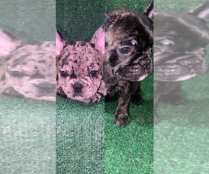 French Bulldog Litter for sale in TAMPA, FL, USA