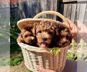 Poodle (Toy) Litter for sale in NORTH HIGHLANDS, CA, USA