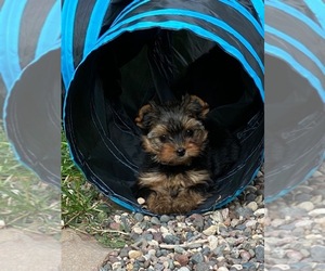 Yorkshire Terrier Litter for sale in BIG LAKE, MN, USA
