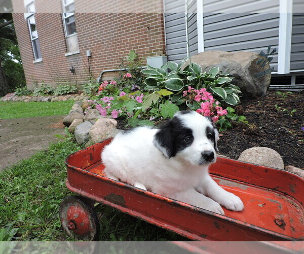 Medium Photo #1 Border Collie Puppy For Sale in THORP, WI, USA