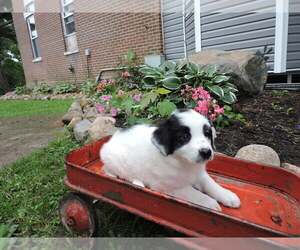Border Collie Litter for sale in THORP, WI, USA