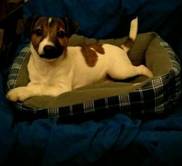 Jack Russell Terrier Litter for sale in VENUS, TX, USA