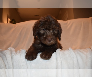 Labradoodle Litter for sale in LAVONIA, GA, USA