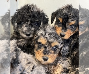 Miniature Bernedoodle-Poodle (Miniature) Mix Litter for sale in DURHAM, NC, USA