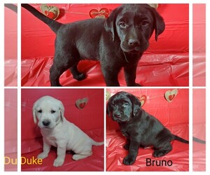 Labrador Retriever Litter for sale in CATO, NY, USA