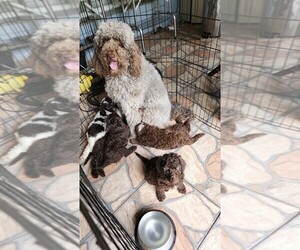 Labradoodle Litter for sale in KISSIMMEE, FL, USA