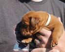 Small Photo #1 Dogue de Bordeaux Puppy For Sale in VICKSBURG, MI, USA