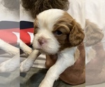 Small Photo #1 Cavalier King Charles Spaniel Puppy For Sale in GROVER BEACH, CA, USA