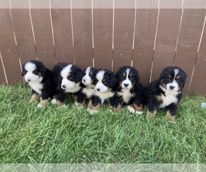 Bernese Mountain Dog Litter for sale in KIRKSVILLE, MO, USA