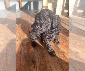 Goldendoodle-Poodle (Standard) Mix Litter for sale in LONDON, KY, USA