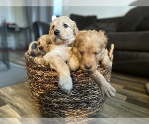 Goldendoodle Litter for sale in CALIMESA, CA, USA