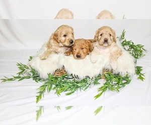 Goldendoodle Litter for sale in THE WOODLANDS, TX, USA