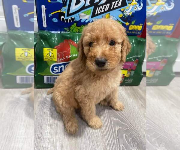 Medium Photo #1 Goldendoodle Puppy For Sale in NEWARK, NJ, USA