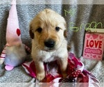 Small Photo #1 Golden Retriever Puppy For Sale in LENOIR, NC, USA