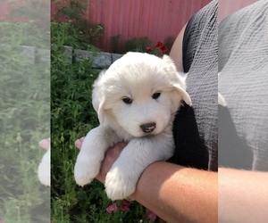 Great Pyrenees Litter for sale in EVERETT, WA, USA