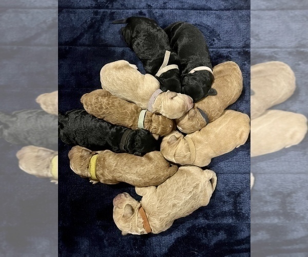 Medium Photo #1 Goldendoodle Puppy For Sale in GUTHRIE, OK, USA