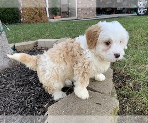 Miniature Bernedoodle Litter for sale in GREENWD, IN, USA