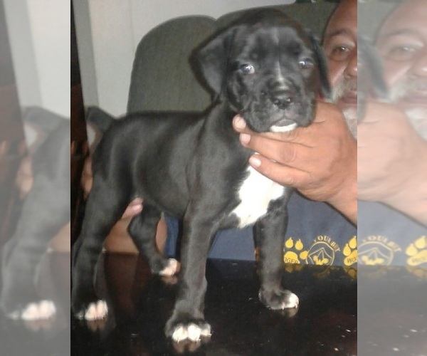 Medium Photo #1 Boxer Puppy For Sale in VICTORIA, TX, USA