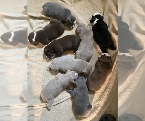 Olde English Bulldogge Litter for sale in NEW HAVEN, CT, USA