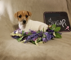 Jack Russell Terrier Litter for sale in MANSFIELD, TX, USA