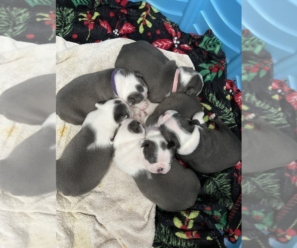 Medium Photo #1 Boston Terrier Puppy For Sale in BEECH GROVE, IN, USA