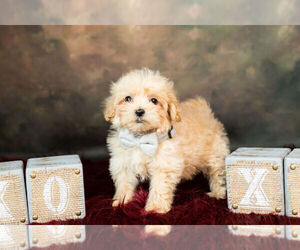 Maltipoo Litter for sale in WARSAW, IN, USA