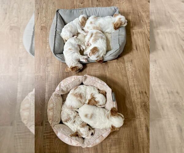 Medium Photo #1 Cavachon Puppy For Sale in HOWELL, MI, USA