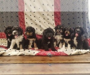 Aussiedoodle Litter for sale in ATHENS, AL, USA