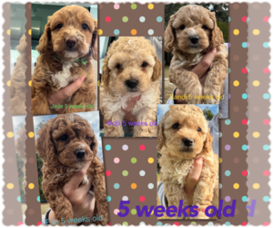 Cockapoo Litter for sale in INTERLACHEN, FL, USA